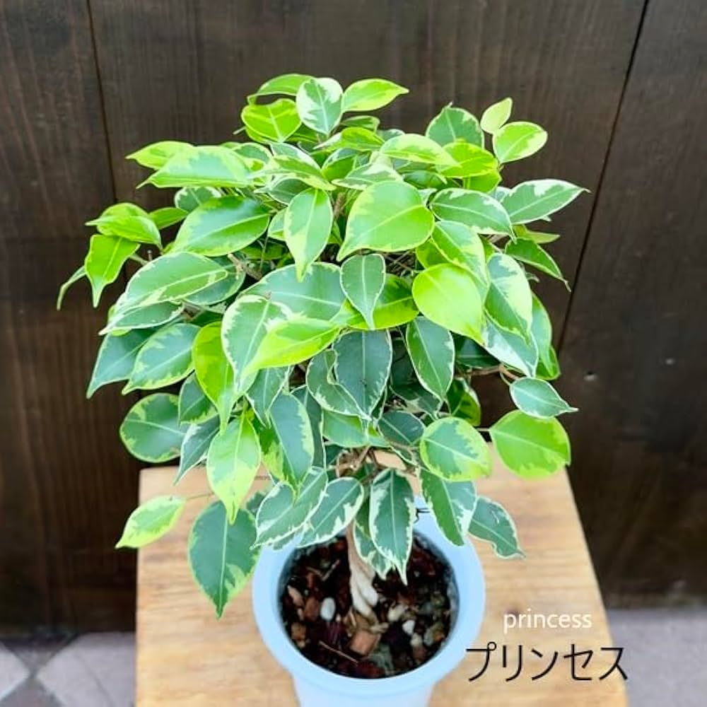 Amazon｜おしゃれ 観葉植物 選べる フィカス ：ねじり ベンジャミン*4